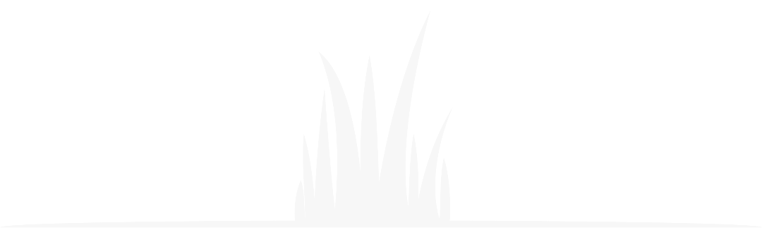 a close up of a plant