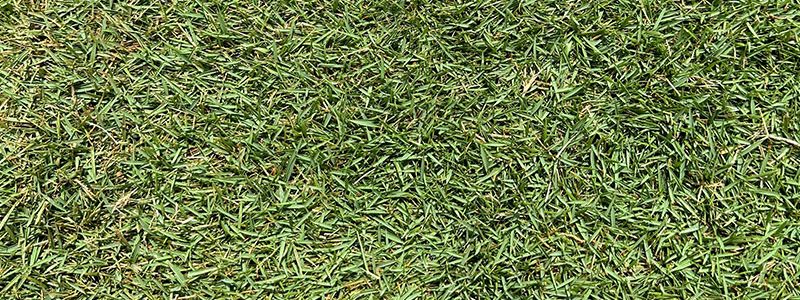 Emerald Zoysia Sod Price