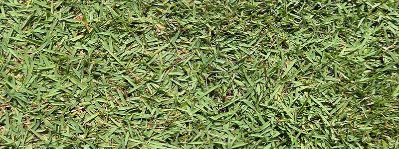 Meyer Z-52 Zoysia Sod Price
