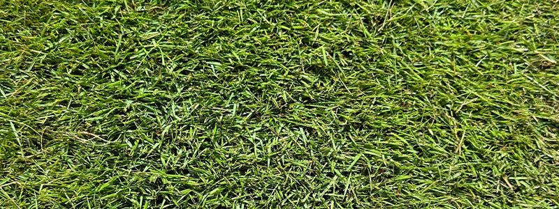 ZEON Zoysia Sod Price