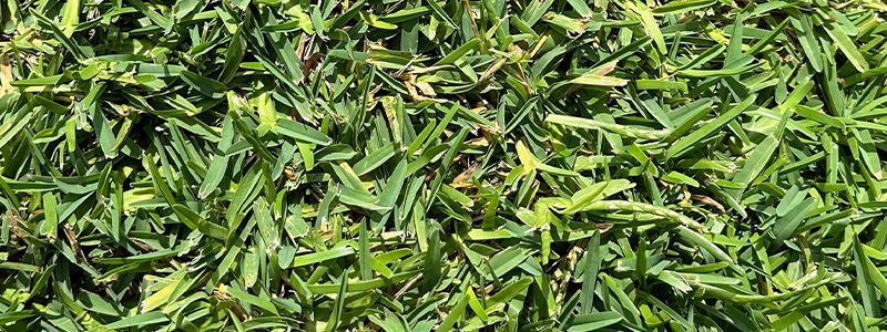 St. Augustine Sod Price