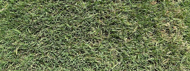 Tifway 419 Bermuda Sod