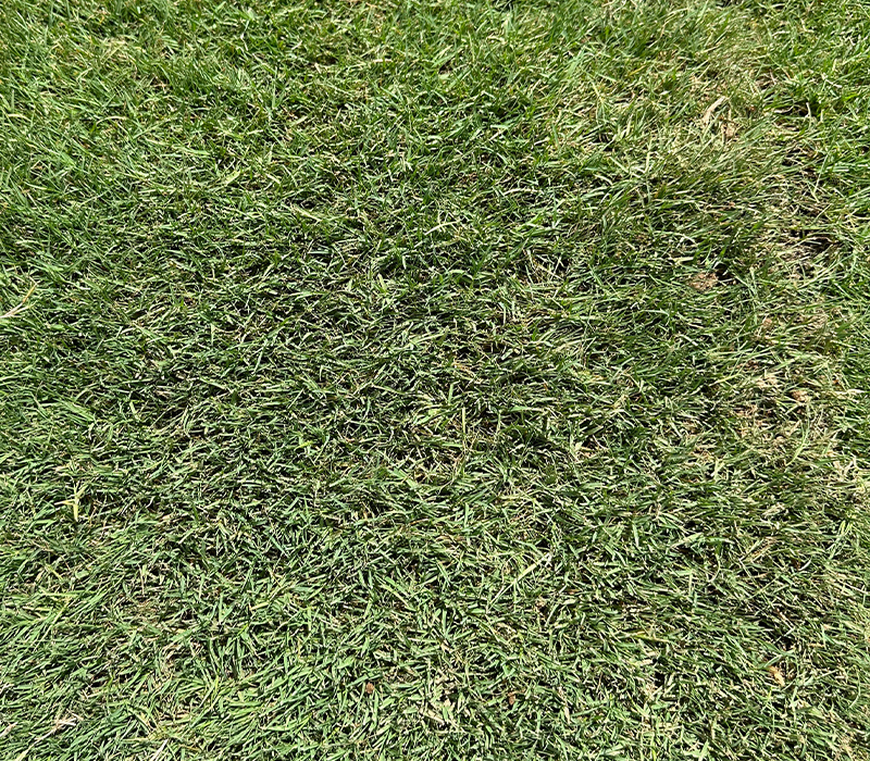 bermuda sod from South Dallas Turf and Supply