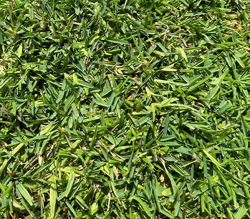 centipede/st. augustine sod from South Dallas Turf and Supply
