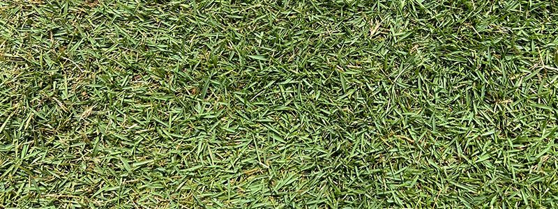 Tifway 419 bermuda sod
