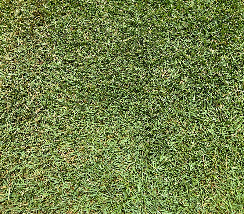 zoysia sod from South Dallas Turf and Supply