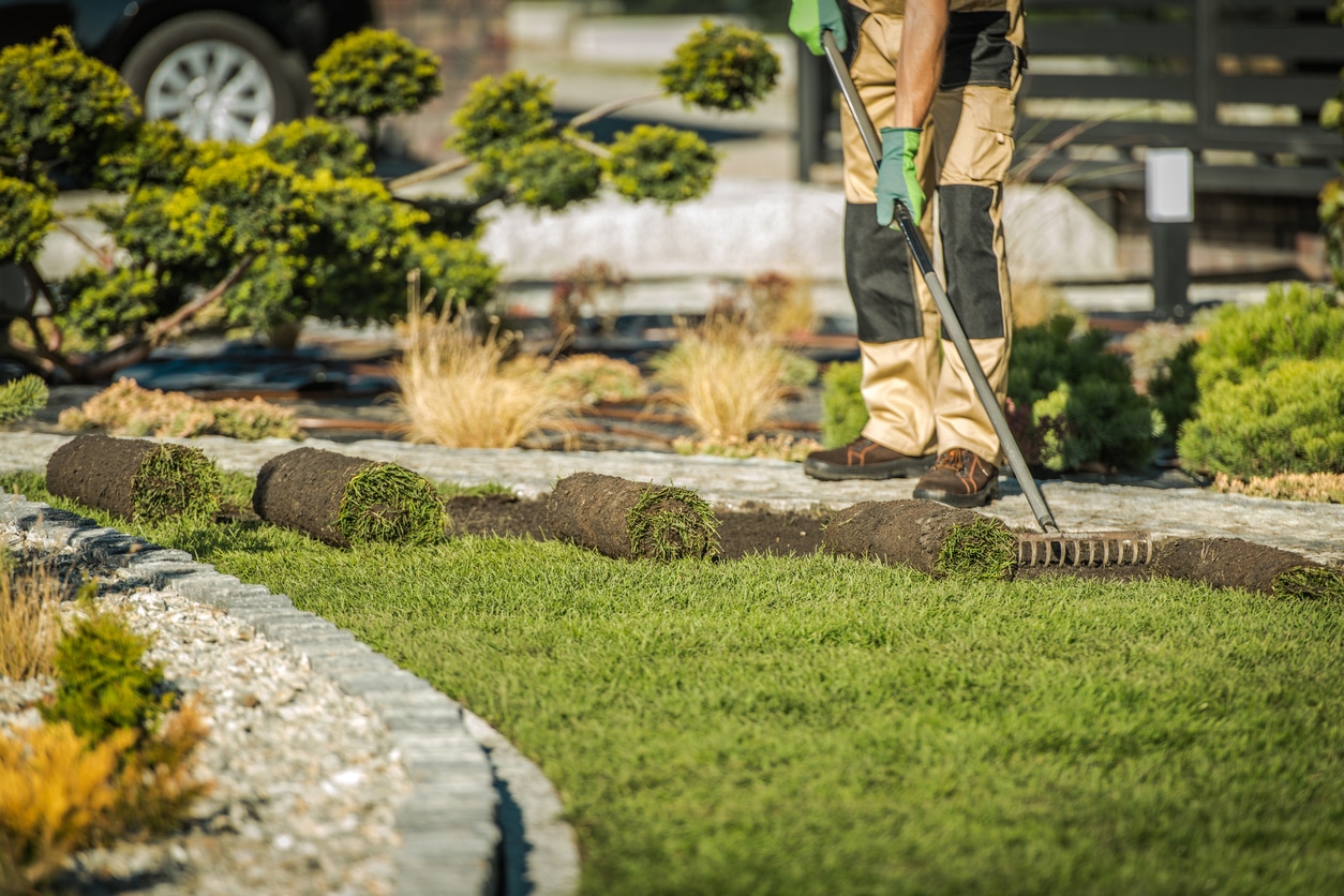 A local sod contractor using a rake to install healthy and bright green turf on a lawn.