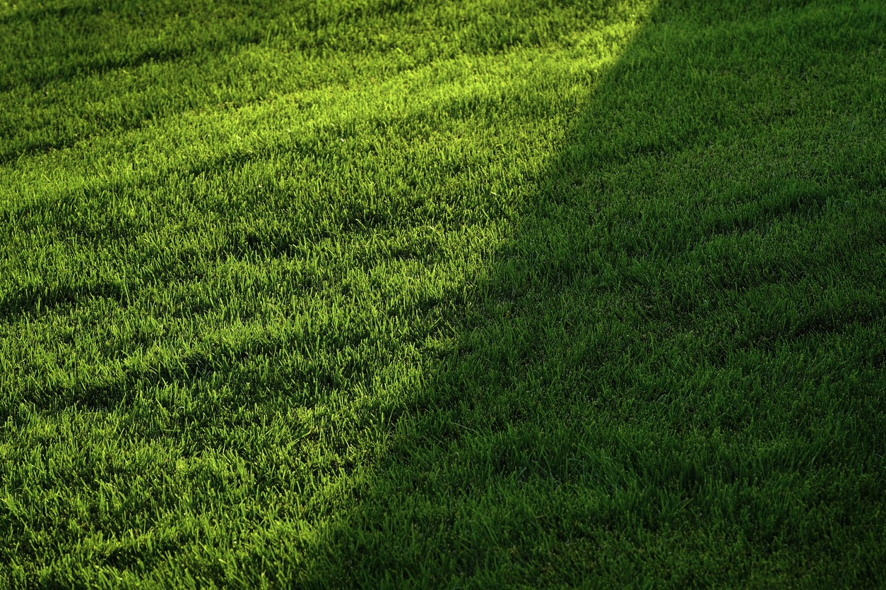 a close up of a lush green lawn in partial shade and partial sunlight