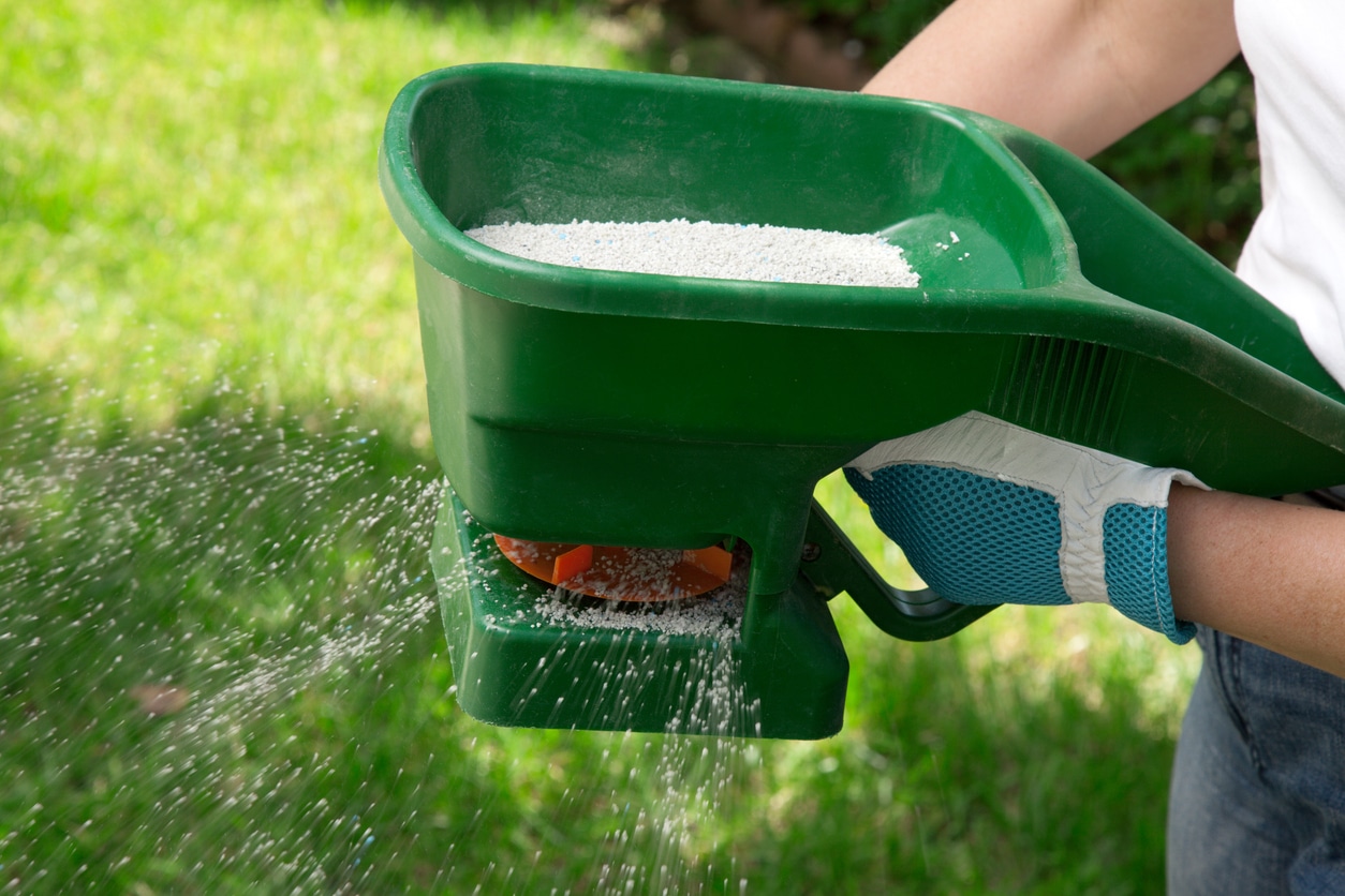 Manual fertilizing of the lawn in back yard in summer