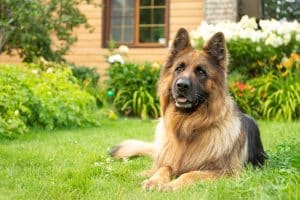 A long-haired German Shepherd lounging in sof,t natural turf. 