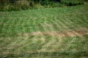 A patchy backyard lawn with thinning grass and bare spots.
