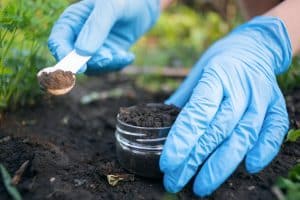 A homeowner wears gloves to collect a sample for soil testing.