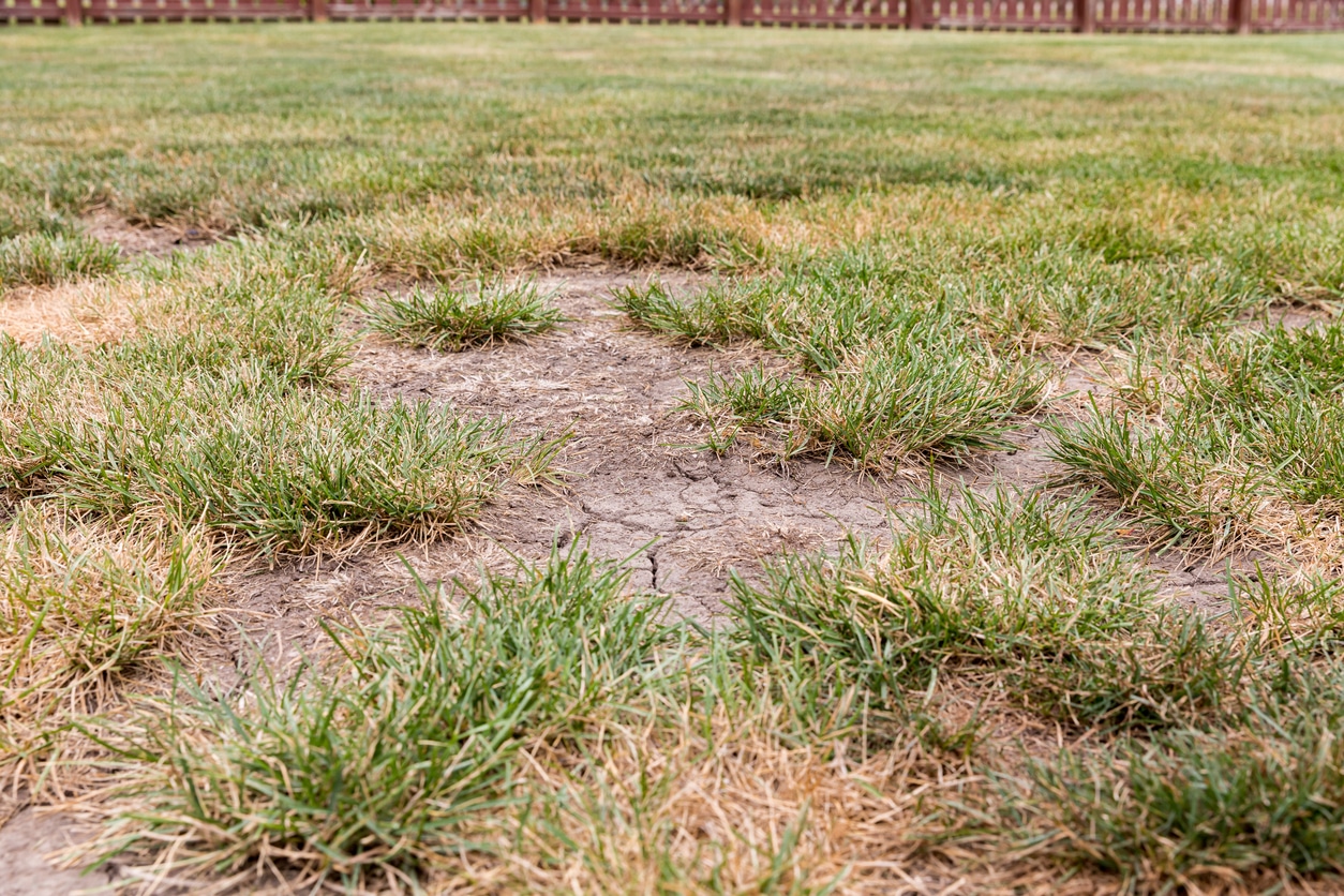 Birmingham backyard with patchy, struggling grass lawn.