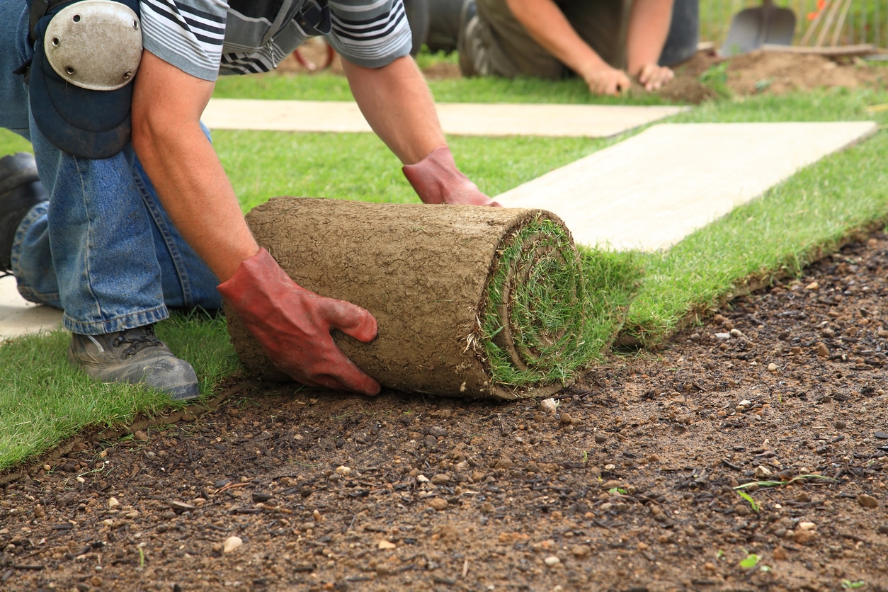 A landscaper installs sod purchased from a commercial sod supplier.